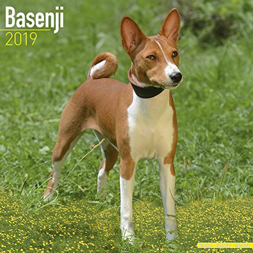 Basenji Calendar - Dog Breed Calendars - 2018 - 2019 Wall Calendars - 16 Month by Avonside by 