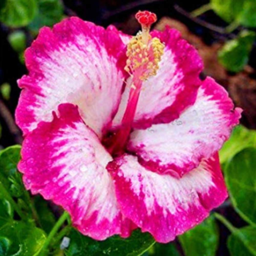 Hibiskus Vermehren Youtube