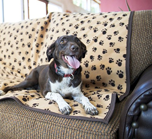 Best How Do You Clean Dog Urine From Carpet