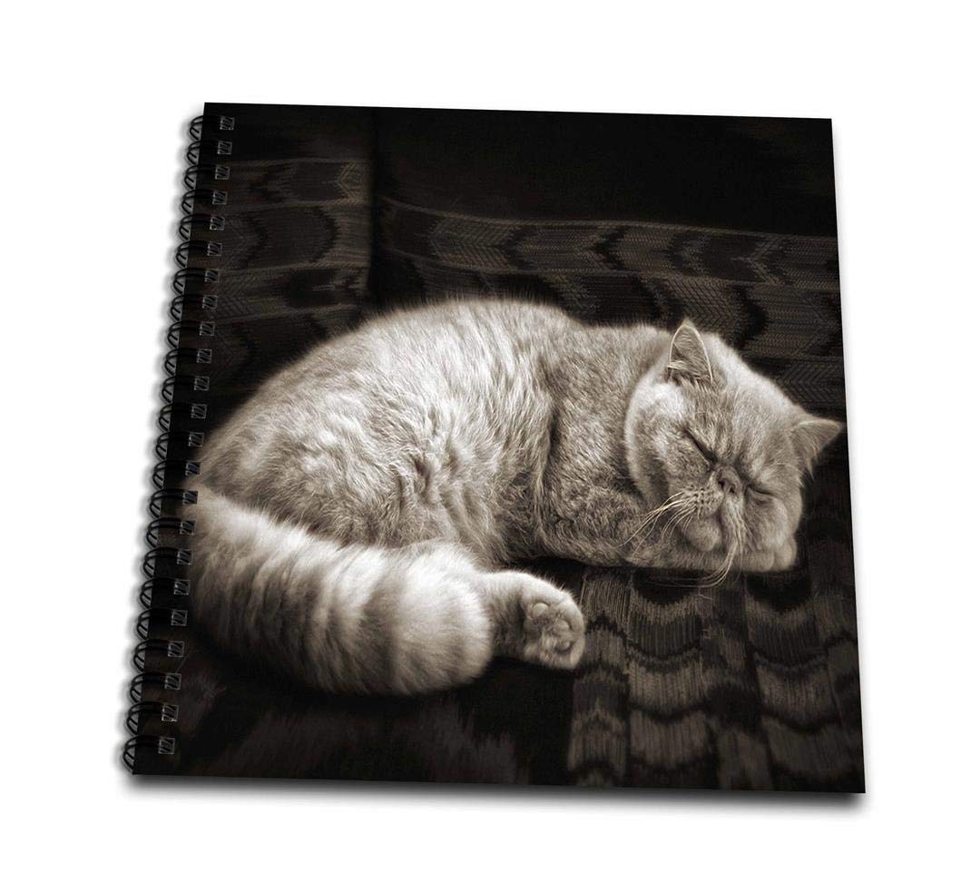 3drose Db 150183 1 Sweet Sepia Toned Persian Cat Sleeping Drawing Book 8 X 8 Amazon In Home Kitchen