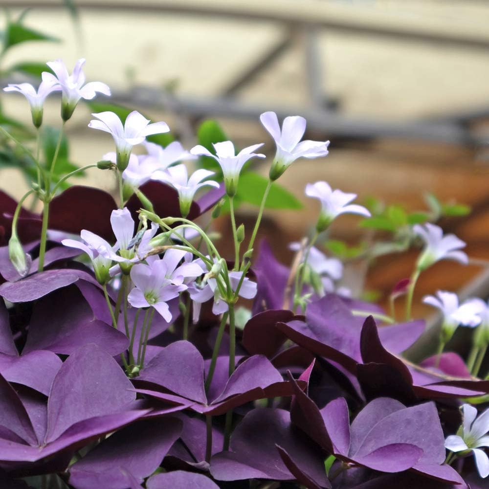 Oxalis Triangularis 'Purple Shamrocks' - 25 Fresh, Ready to Plant, U.S. Grown Bulbs | Ships from Leafari TM