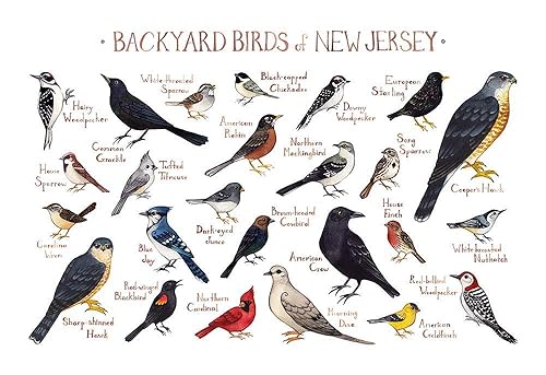 Amazon Com Backyard Birds Of New Jersey Field Guide Art Print