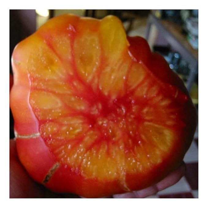 Fleischtomate - Old German - zweifarbig - 20 Samen