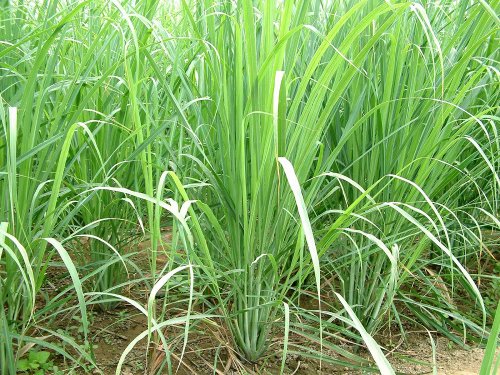 Ohio Grown Lemon Grass Plant - Cymbopogon - Also Repels Mosquitos - 4" Pot