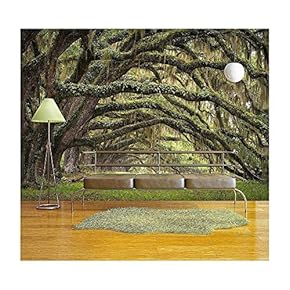 BRAND_NAMEOaks Avenue Charleston Sc Plantation Live Oak Trees...