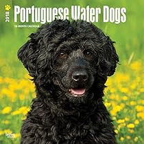Portuguese Water Dogs 2018 12 x 12 Inch Monthly Square Wall Calendar, Animals Dog Breeds Portuguese Water Dogs 2018 12 x 12 Inch Monthly Square Wall Calendar, Animals Dog Breeds