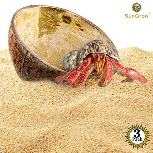 Sungrow 3 hermit crab bowls - half coconut shell - 100% natural w…