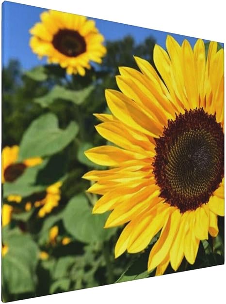 Amazon ひまわり畑 Sunflower アートパネル 壁掛け 写真を絵画ポスター キャンバスポスター 映画版画 壁飾り ソファー背景壁 現代の壁アート フレーム インテリア絵画 木製の壁掛け おしゃれ 木枠付き 花 風景画 現代壁の絵 軽く 耐食性 て取り付けやすい 子供寝室 50x50