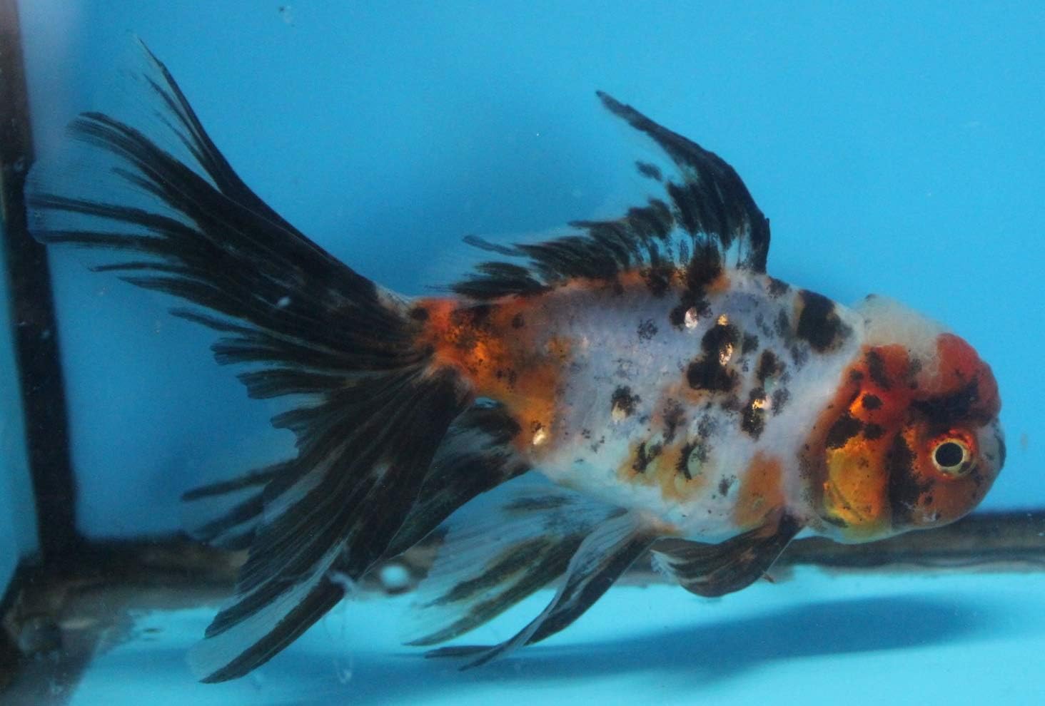 calico oranda goldfish