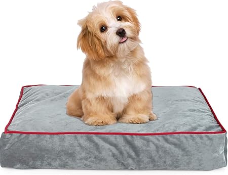 labradoodle hip dysplasia