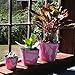 Aquaphoric Self Watering Planter (5”) + Fiber Soil = Foolproof Indoor Home Garden. Decorative Planter Pot for All Plants, Flowers, Herbs, African