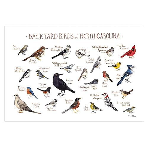 Amazon.com: Backyard Birds of North Carolina Field Guide Art Print: Handmade