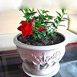 100pcs Bag Mandevilla Sanderi Dipladenia Sanderi Seeds Potted Balcony Bonsai  | Desertcart Fiji