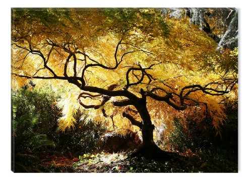 Startonight Canvas Wall Art - Canadian Maple, Trees Framed 32 x 48 Inches