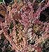 HEIRLOOM NON GMO Winter Chocolate Heather (Calluna Vulgaris) 25 seeds