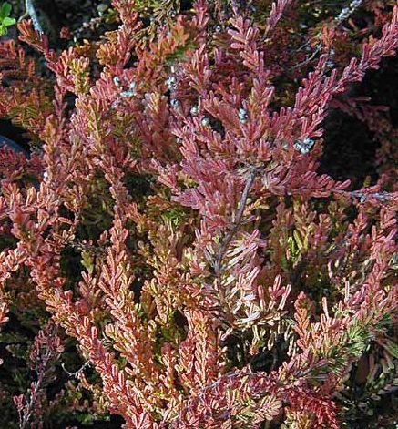 HEIRLOOM NON GMO Winter Chocolate Heather (Calluna Vulgaris) 25 seeds HEIRLOOM NON GMO Winter Chocolate Heather (Calluna Vulgaris) 25 seeds