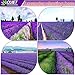QUIET 100% Best All Natural Lavender Scented Sachets, Moth Protection for Drawers and Closets, Clothes Storage, Shoes Cabinet, Pillow , DIY etc, Fresh and Lasting, 1 Box 5 Bags