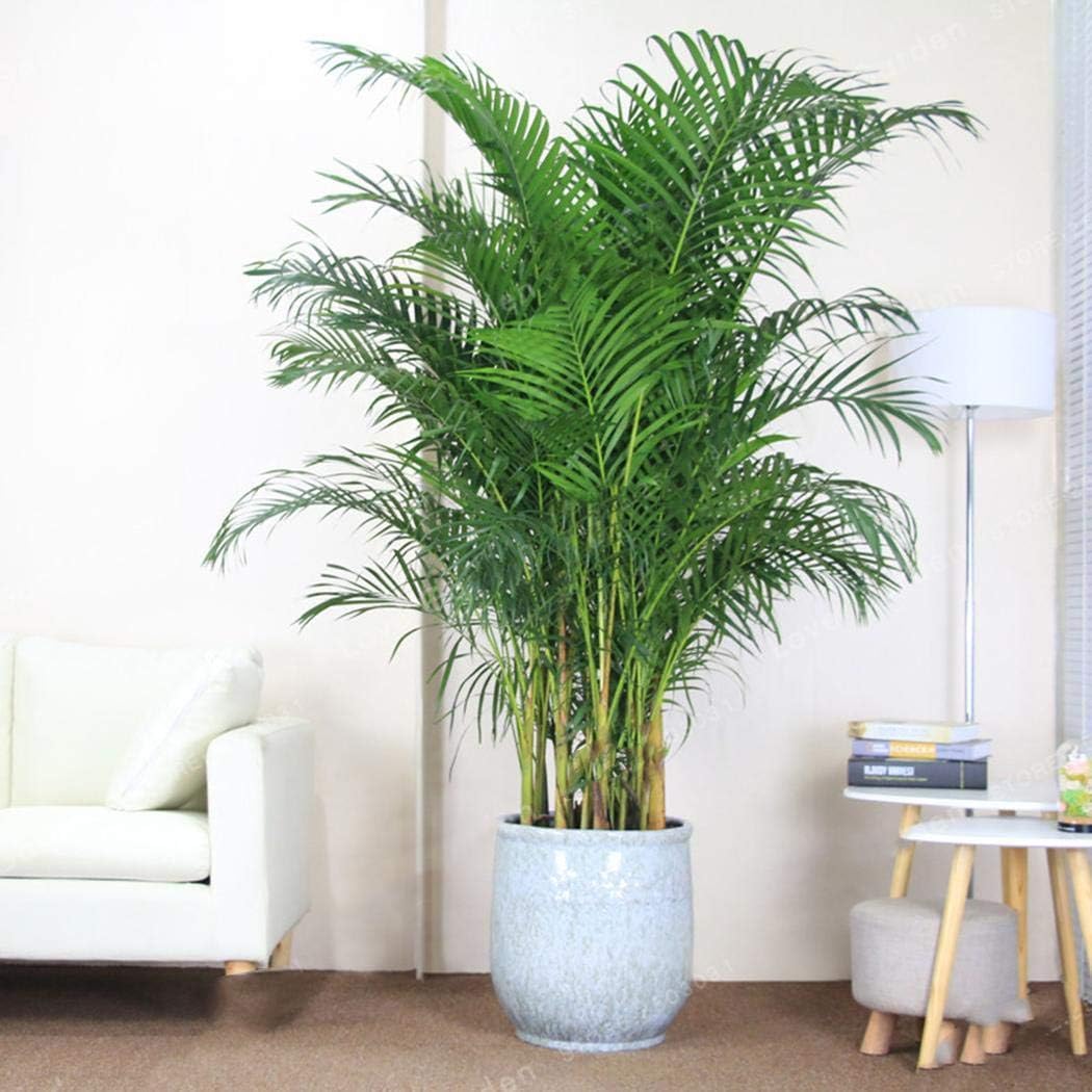 Yiils 300pcs Pampas Grass Seeds Plant Home Office Ornament Garden Bonsai Diy Decor Blue Pampas Seeds