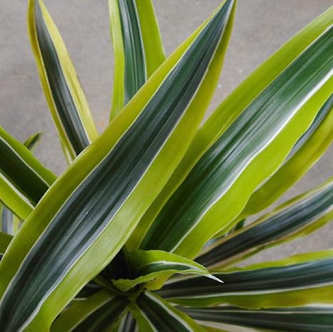 Amazon 観葉植物 ドラセナ ワーネッキー レモンライム ８号 観葉植物 オンライン通販