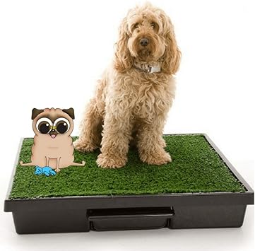 puppy toilet training grass