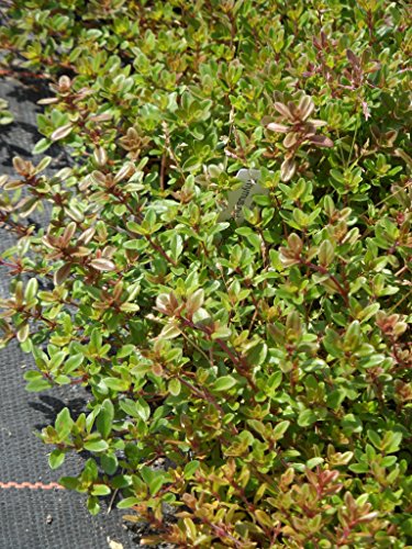 Thymus pulegioides - Arznei-Thymian, 50 Pflanzen im 5/6 cm Topf – Bild 3