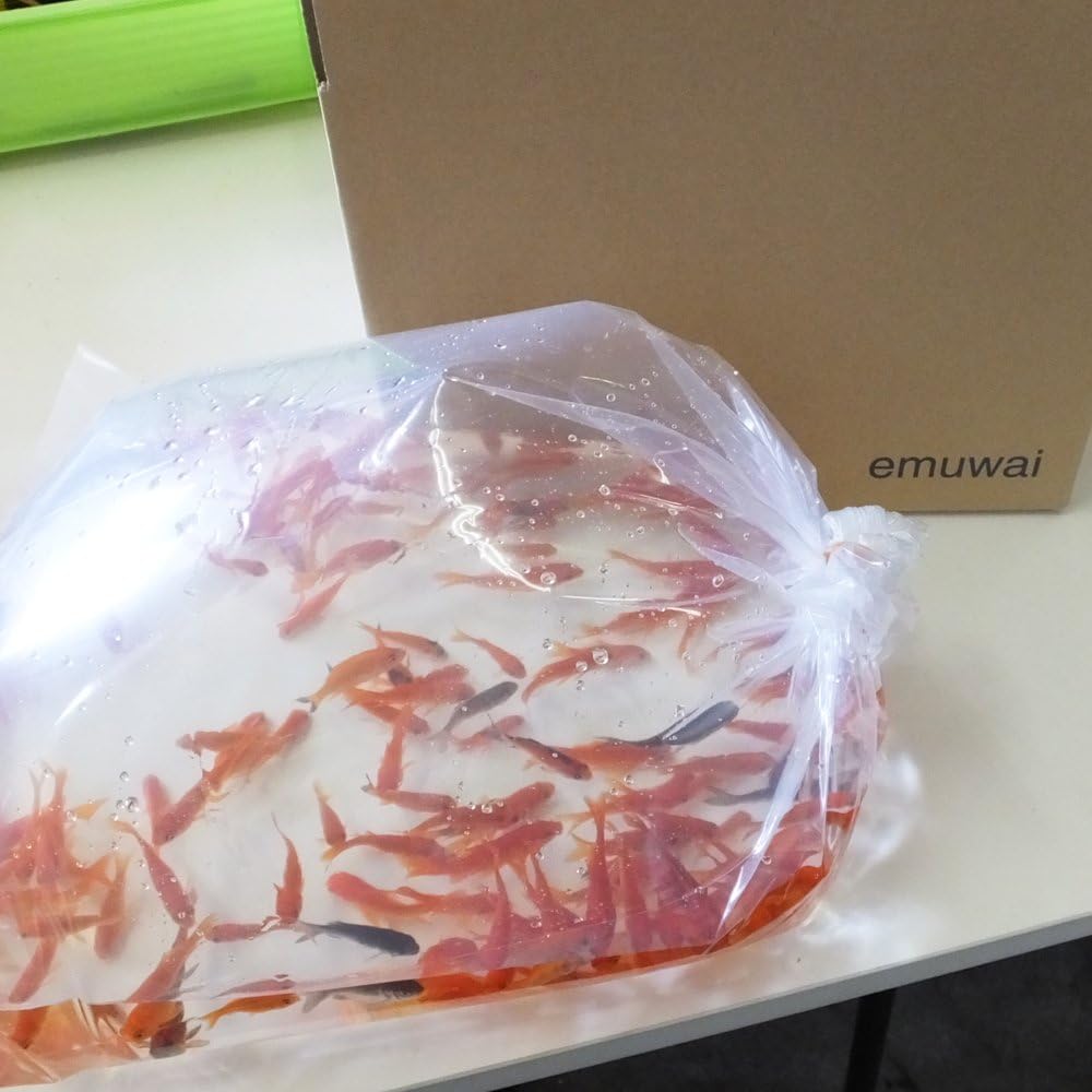 Amazon 生体 金魚 小赤 餌金 100匹 エサ用金魚 観賞用 Emuwai Emuwai 観賞魚 水中生物 通販