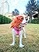 BINGPET Small Dog Harness - Breathable Mesh Puppy Cat Harnesses - No Pull Adjustable Dog Harness Dog Vest Harness for Small and Medium Dogs