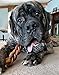 Pawstruck 9