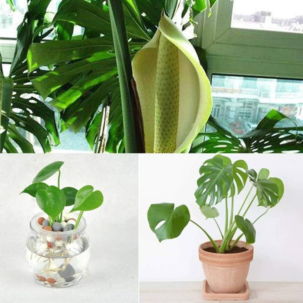 wiFndTu 10Pcs Finest Monstera Seeds Easy Grow Plant Ornamental Greenery Garden Office Decor - Making it An For Gardeners Monstera Seeds