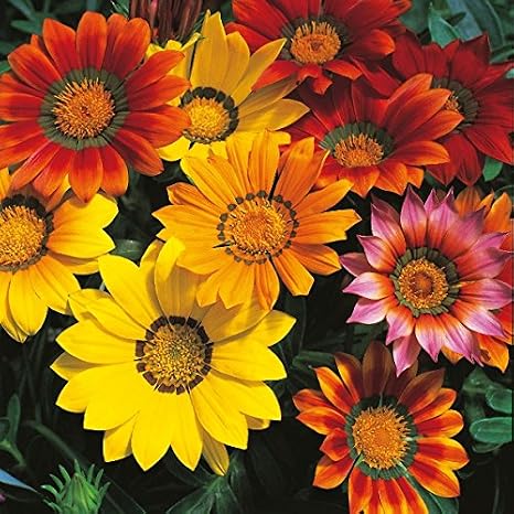 Pack Kings Flower Seed Gazania Splendens Mixed Quality Flower Seeds Amazon Co Uk Garden Outdoors