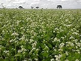 OrOlam Buckwheat Seeds 1 lb Bulk Forage Food Plot Unhulled Cover Crop Whitetail Deer Green Goose Honey Bee Sprouts