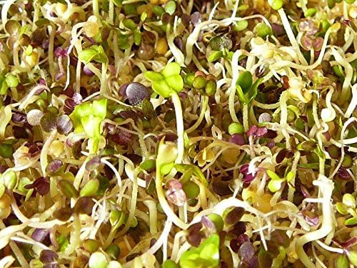 ORGANIC BIO Sprouting seeds - MUSTARD Sprouts seeds 20 GRAMS / 0.7 oz