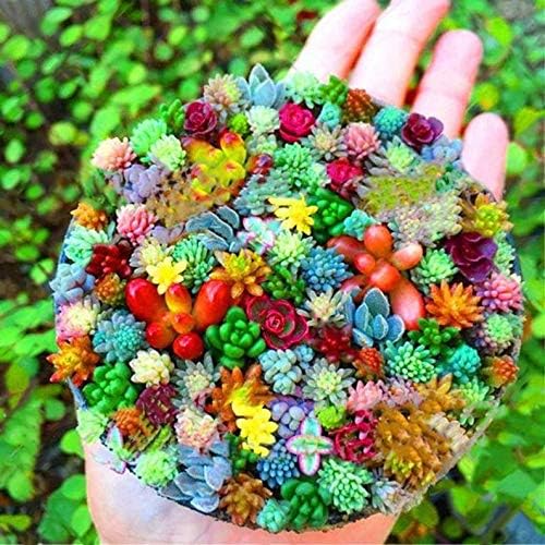 Iekofo Seed house - 100 Pieces Mini Succulent Succulent Seed Mix Succulent Blend Hardy Perennial Seed for Garden Balcony/Patio