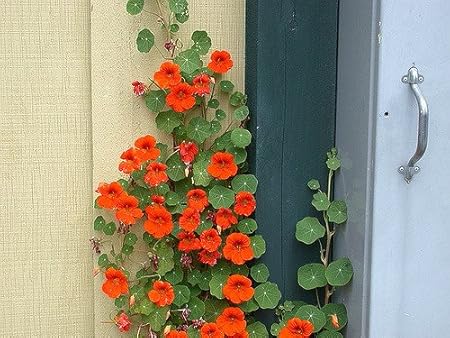 Creative Farmer Flower Seeds : Nasturtium Climber Flower Seeds Plant Flowers Climber Flowering Plants- For Garden Pots Garden [Home Garden Seeds Eco Pack] Plant Seeds