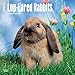 Lop Eared Rabbits 2018 12 x 12 Inch Monthly Square Wall Calendar, Domestic Small Pets Animals (Multi by 