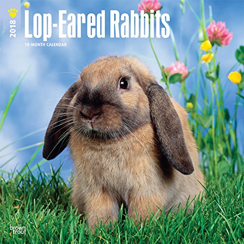 Lop Eared Rabbits 2018 12 x 12 Inch Monthly Square Wall Calendar, Domestic Small Pets Animals (Multi by 