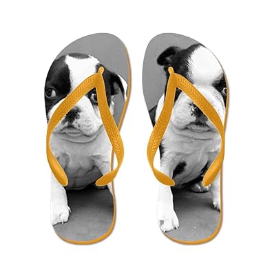 orange boston terrier