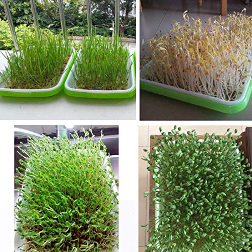 RuiyiF Seed Sprouter Tray, 2 Set Seed Germination Trays with Water Tray, Wheatgrass Tray/Bean Sprout Grower (Green + White)