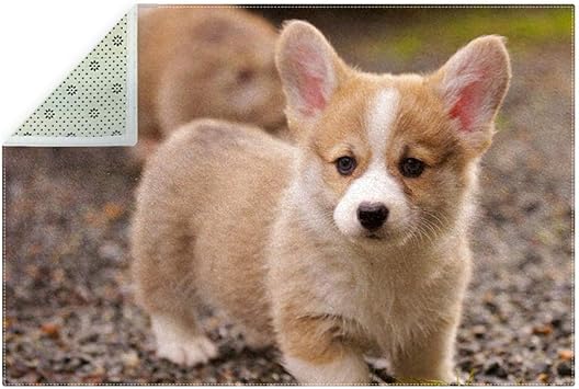 multi colored corgi puppy