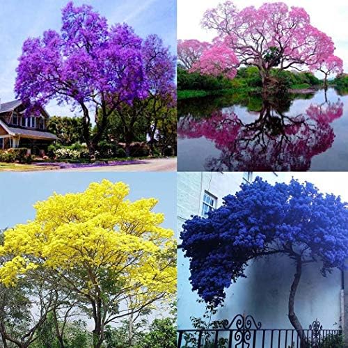 Topark Seeds - 200pcs Fragrant Paulownia Flowers Seeds Tree Seeds Flower Seeds Hardy Perennial Paulownia Tree for Home Garden Colors Mix