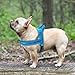 Didog Soft Flannel Padded Dog Vest Harness, No Pull/Quick Fit Reflective Dog Strap Harness, Easy for Training Walking (M:Chest 21-26