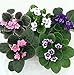 Novelty African Violet - 4" Clay Pot/Better Growth - Best Blooming Plant/unique-from jmbamboo