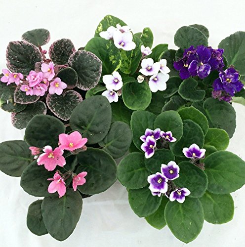 Novelty African Violet - 4 Novelty African Violet - 4