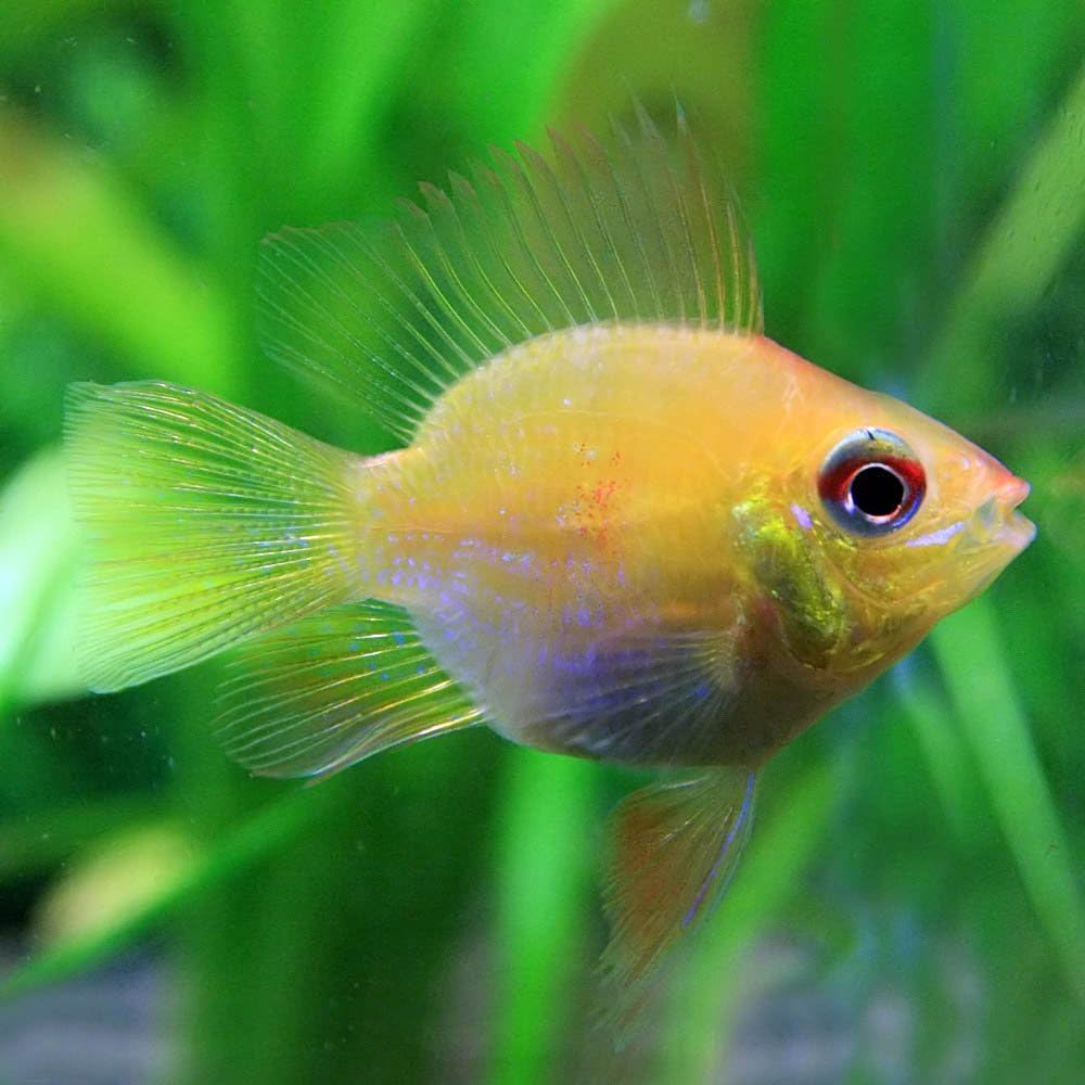 熱帯魚 ゴールデンバルーンラミレジィ 約4cm 1匹 生体 Ykoo 観賞魚 水中生物 通販 Amazon