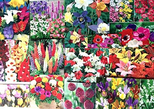 ScoutSeed 3X Etiquetas DE Plantas/Semillas: Jardin Flores ...