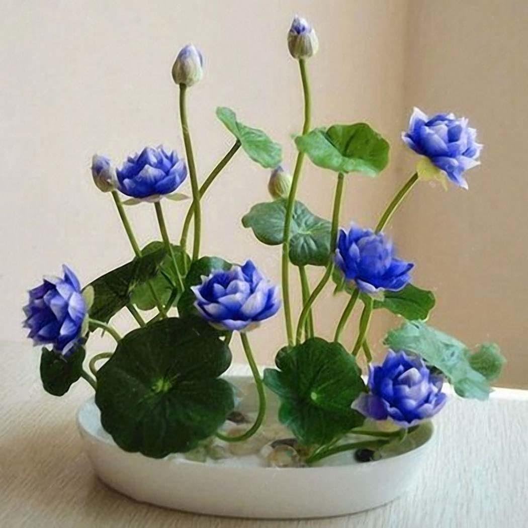 KOUYE GardenSeeds- Mini Water Lotus, Lotus Seeds Hydroponic Aquatic Plant Bonsai Lotus Seed Perennial Flower Seeds Rarities Houseplants
