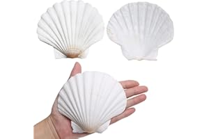 LUCKY BABY Scallop Shells for Crafts 4-5 Inches, 10pcs Large Sea Shells for Decorating, White Natural Sea Shells for Decoration