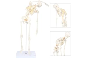 Mini Human Flexible Skeleton Model with Stand, 34" Tall Skeleton Includes Flexible Spine and Removable Arms and Legs, a Stand and Base for Display and Demonstration, Made by Axis Scientific