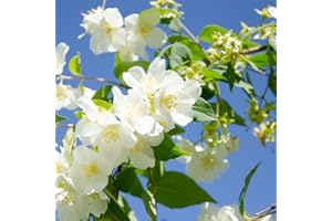 Jasmine Flower Seeds Fragrant Plant for Home Garden, Balcony, Trellis, Fence, Vertical Garden Decor, Silver Jasmine Garden Fl