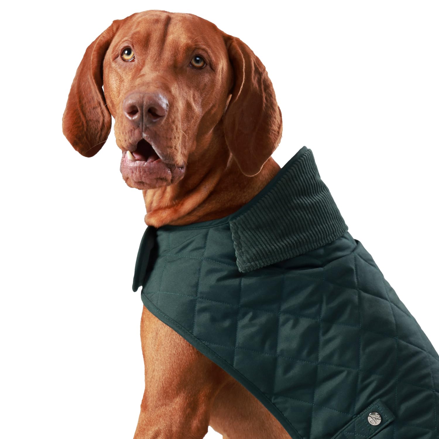 HUGO & HUDSON x HACKETT Quilted Dog Jacket Warm Winter Coat with Corduroy Collar, Forest Green XS25